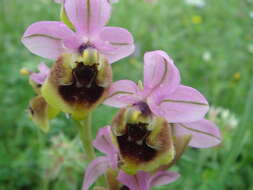 Image of Sawfly orchid