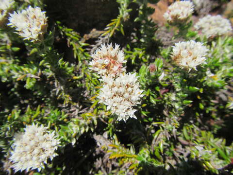 Image of Upside-down Blombush