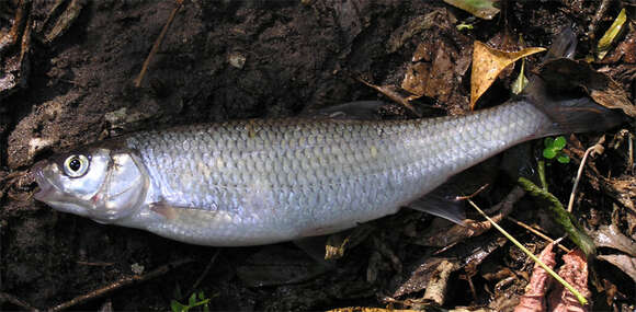 Image of Common dace