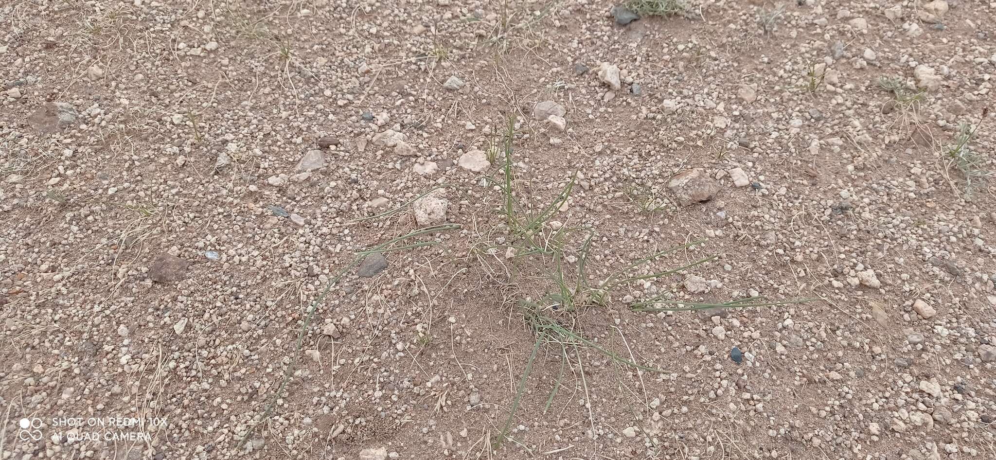 Image of Iris tenuifolia Pall.