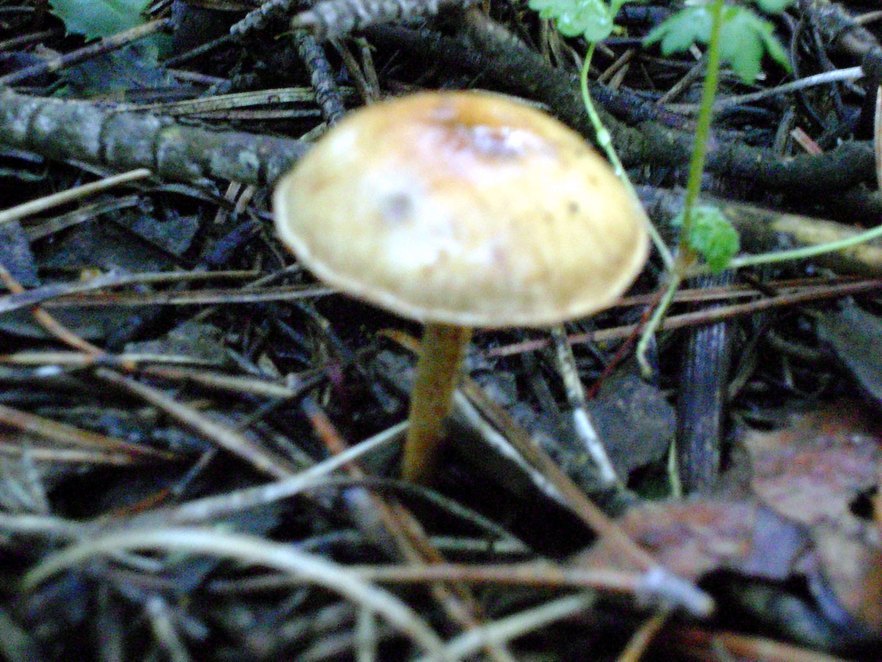 Слика од Collybia cookei (Bres.) J. D. Arnold 1935