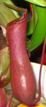 Слика од Nepenthes ventricosa Blanco