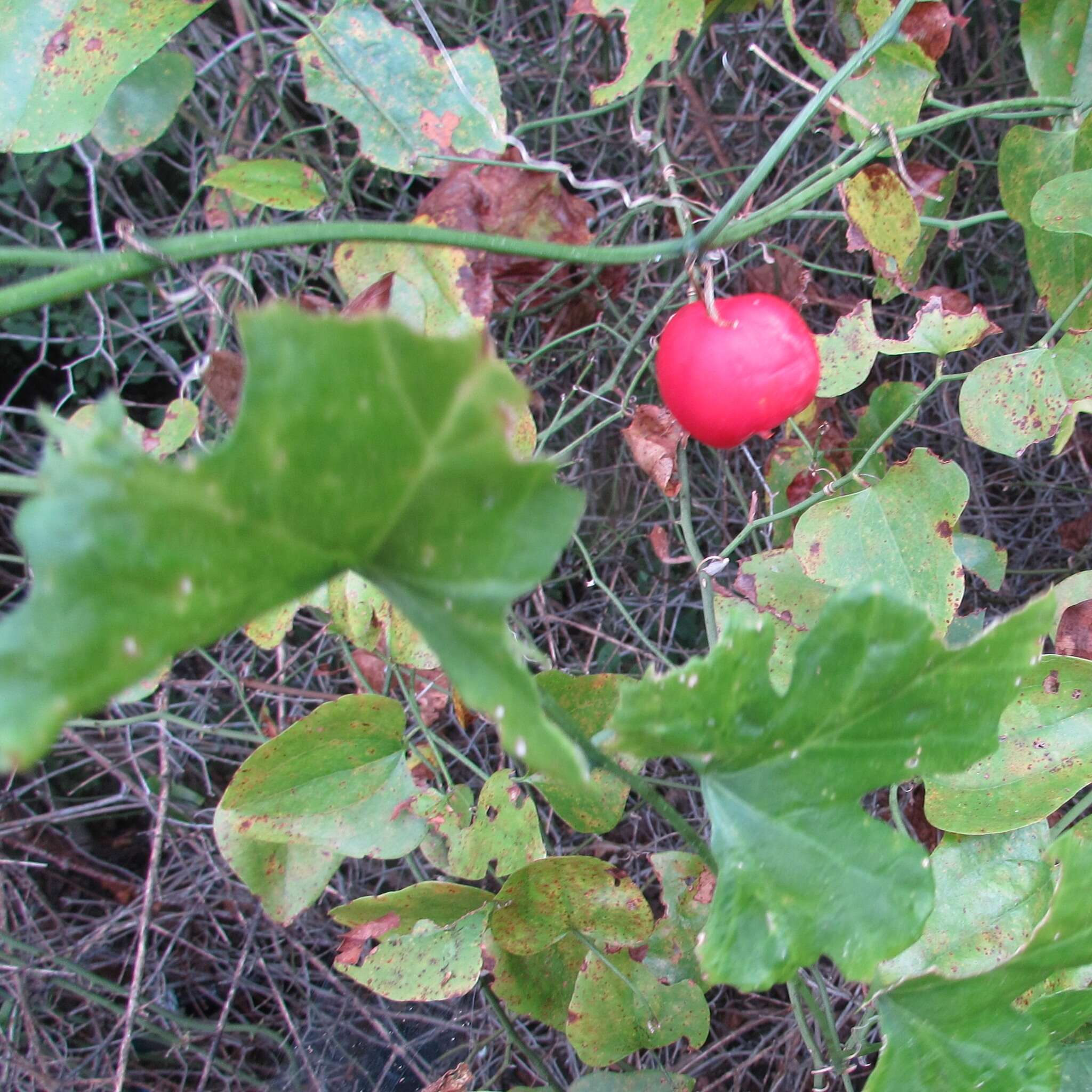 Image of Ibervillea lindheimeri (A. Gray) Greene