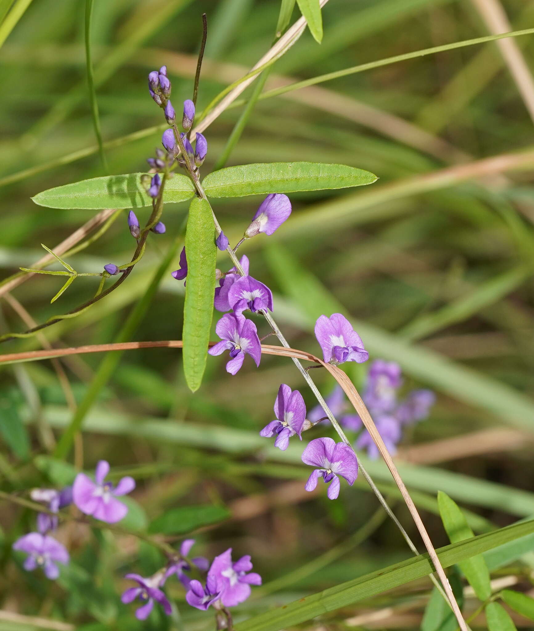 Glycine clandestina Wendl. resmi