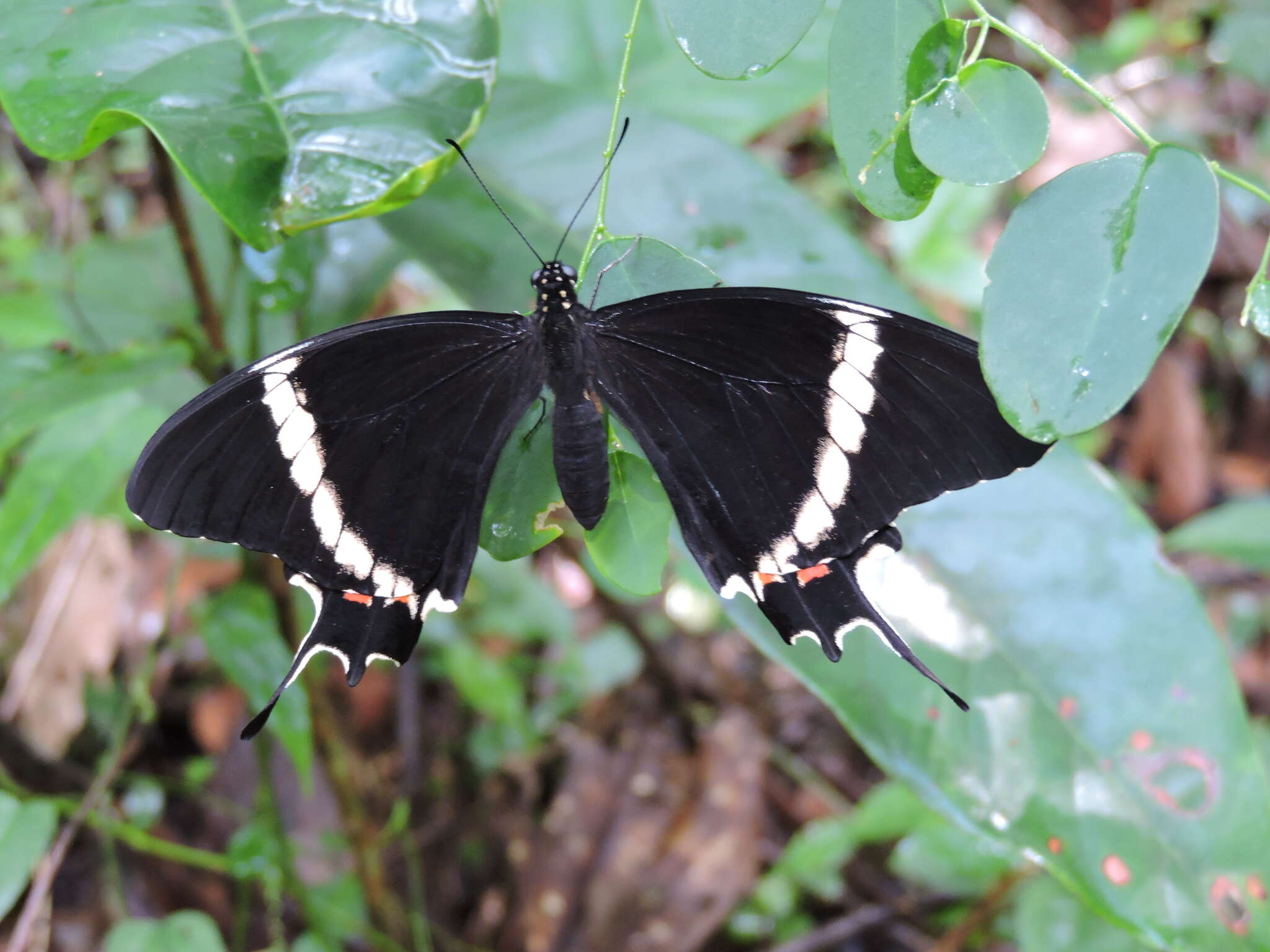 Image of Papilio pelaus Fabricius 1775