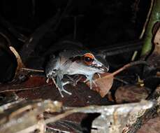 Image of Izabal robber frog