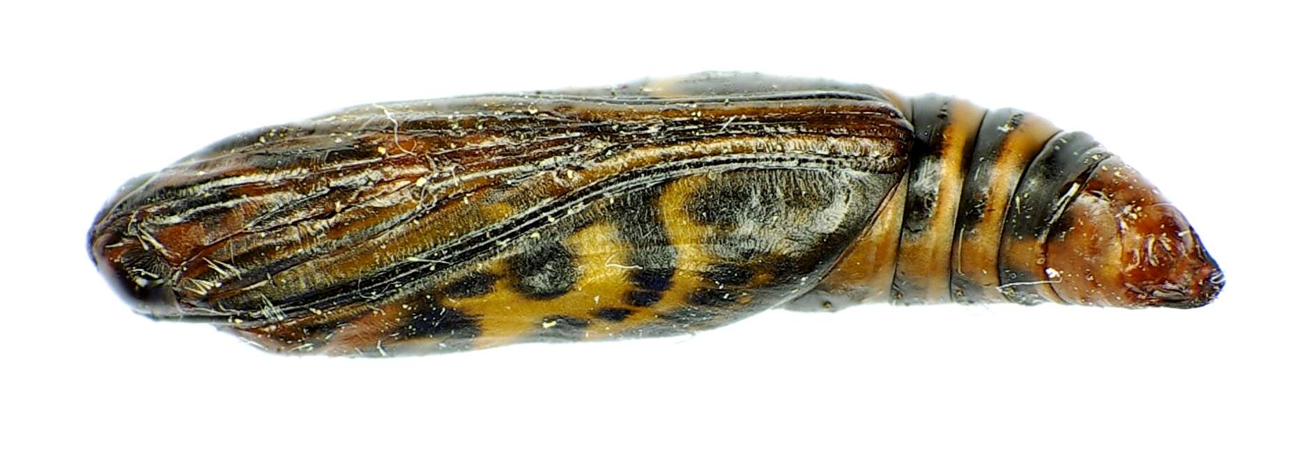 Слика од Anania hortulata