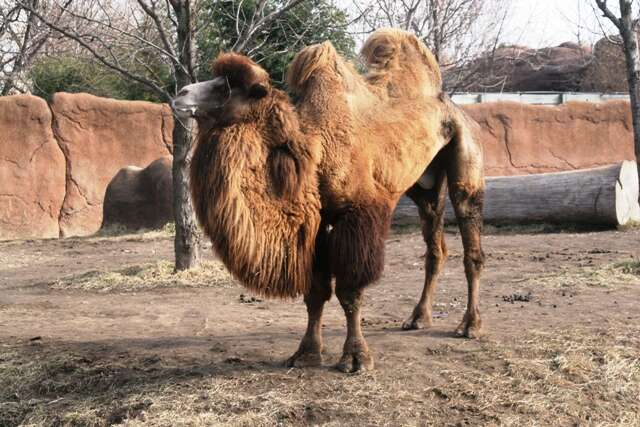 Image of Bactrian camel