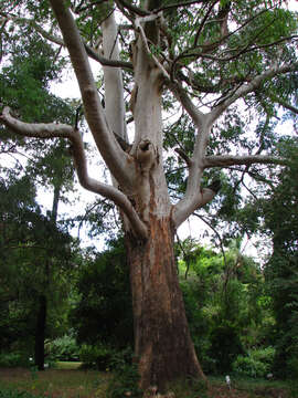 Image of Saligna Eucalyptus