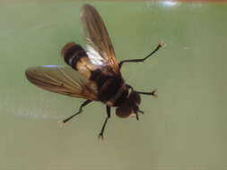 Image of Saralba ocypteroides Walker 1865