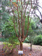 Image of Crape myrtle