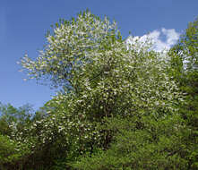 Image de Halesia tetraptera var. monticola (Rehd.) J. L. Reveal & M. J. Seldin