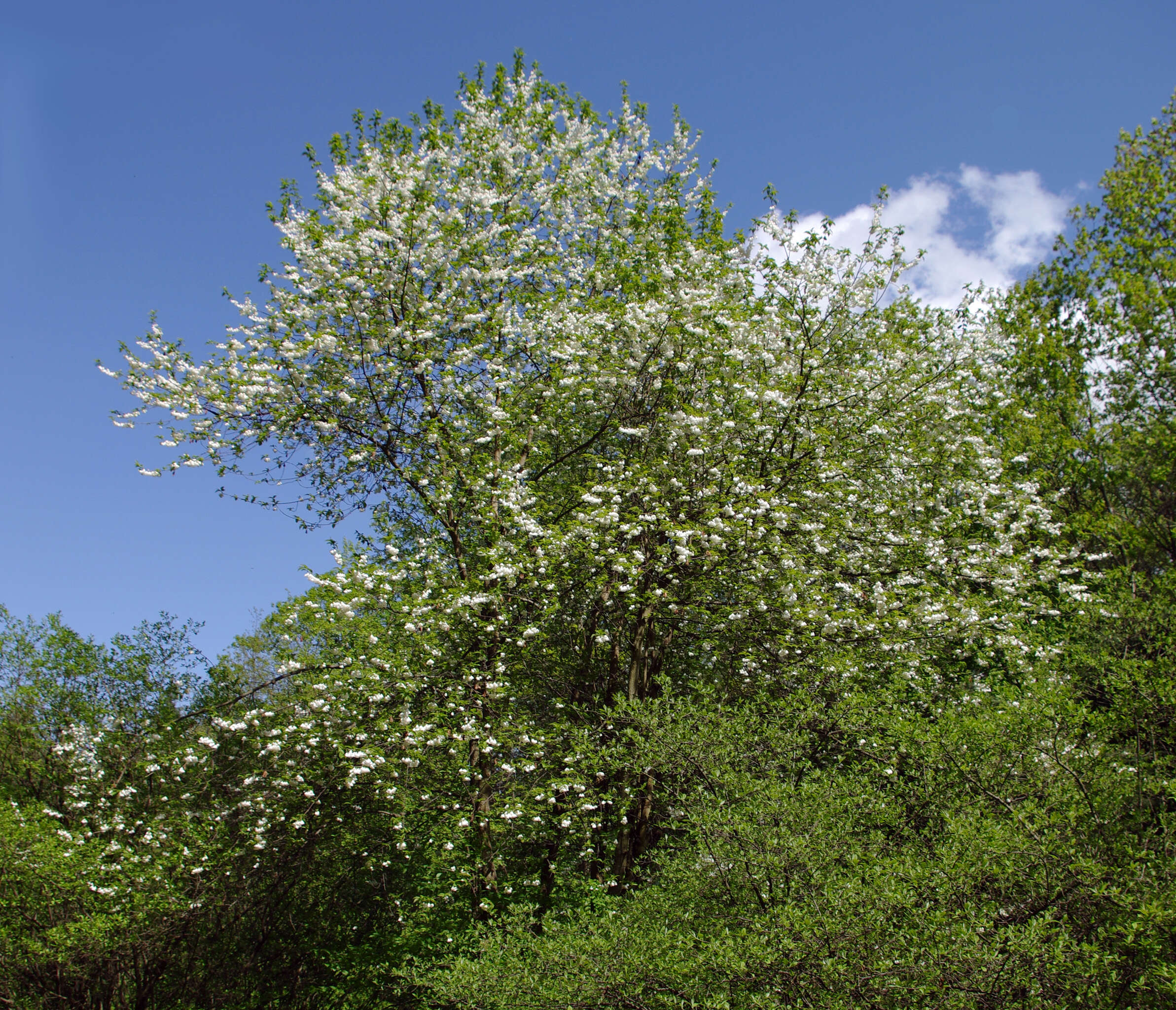 Image de Halesia tetraptera var. monticola (Rehd.) J. L. Reveal & M. J. Seldin