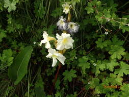 Image of Harveya speciosa Bernh.