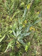 Image of Eryngium yuccifolium var. yuccifolium