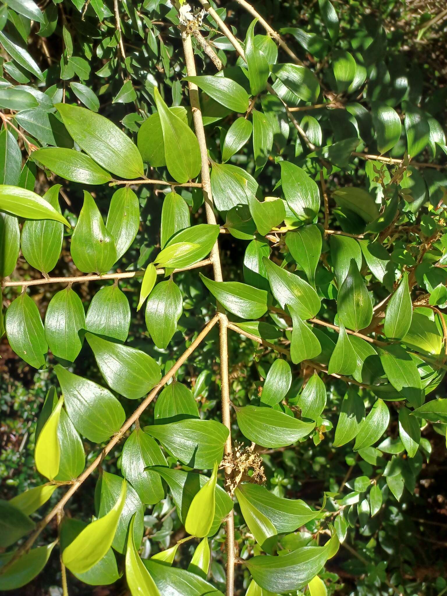 Image of Griselinia ruscifolia (Clos) Ball