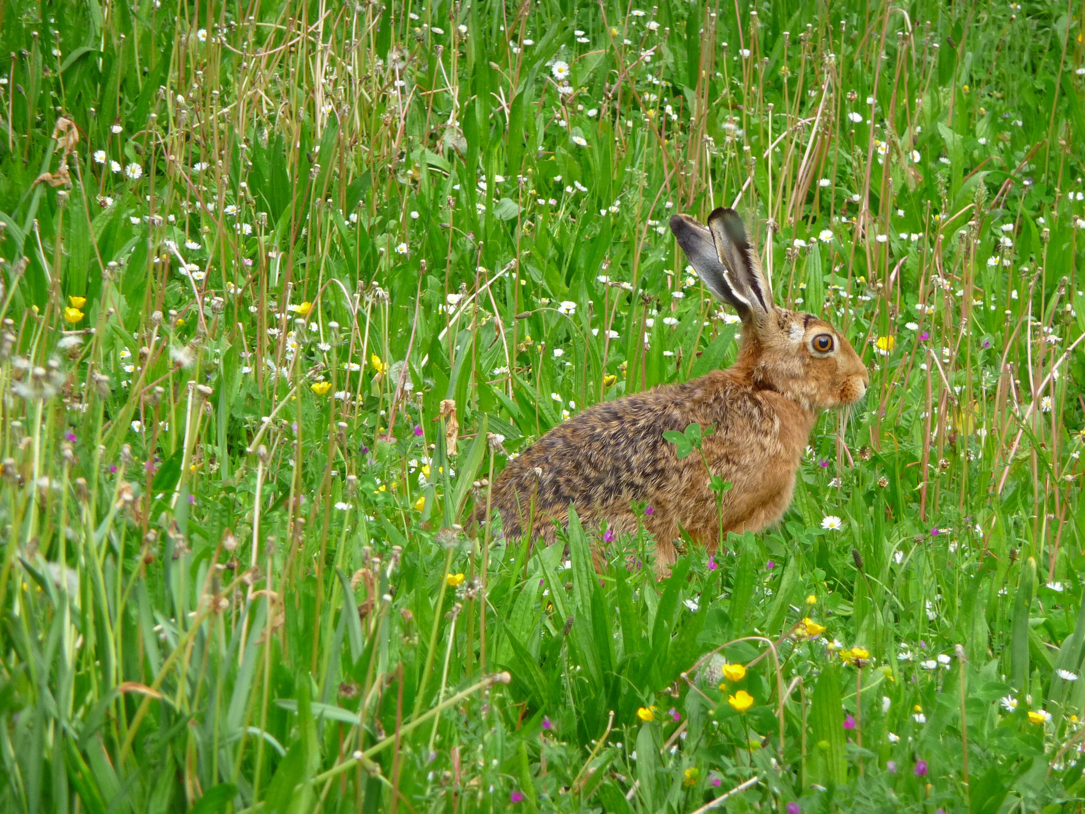 Image of brown hare, european hare