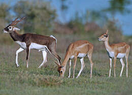 Image de Antilope Pallas 1766