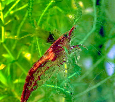 Image of Neocaridina heteropoda