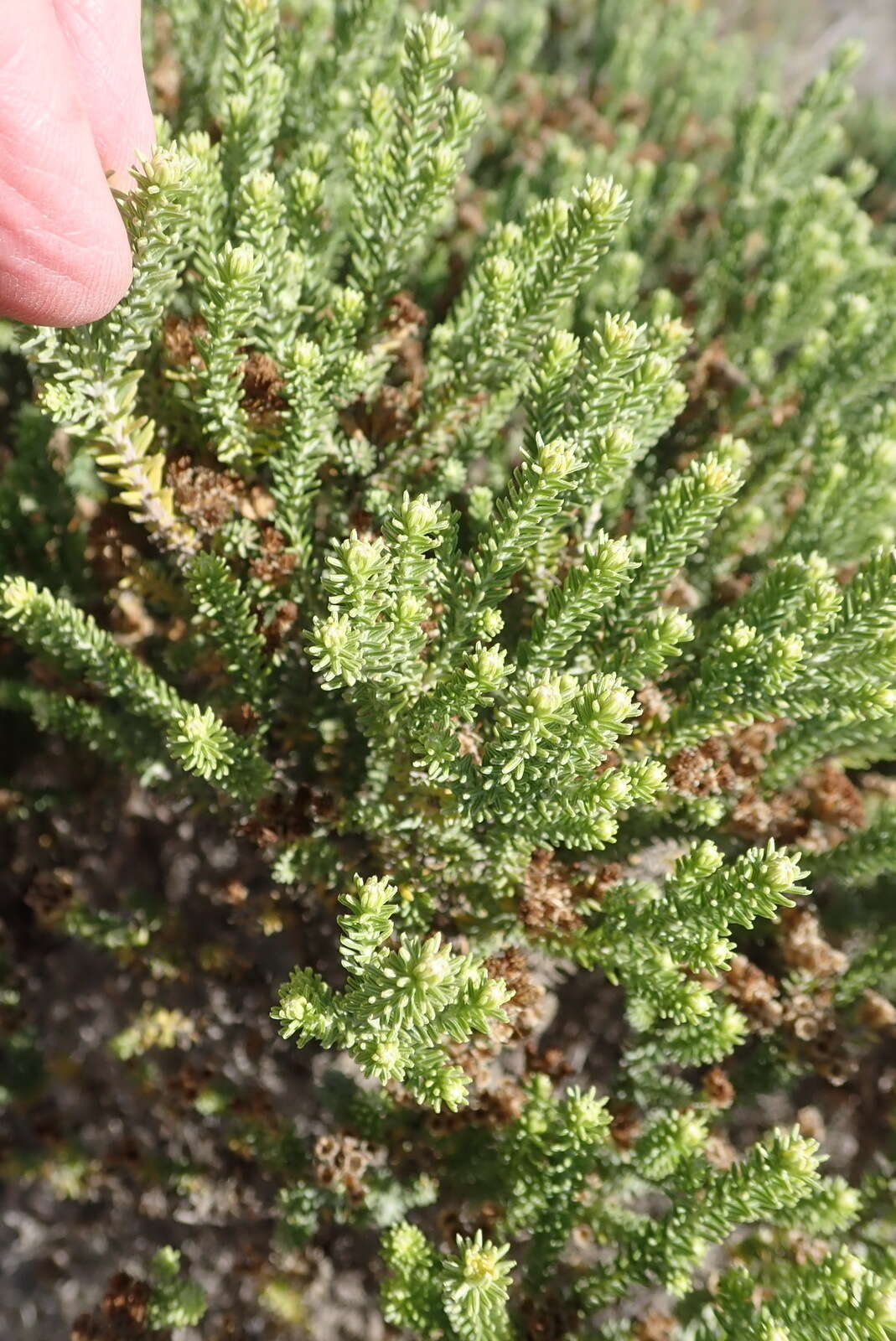 Plancia ëd Oedera genistifolia (L.) A. A. Anderberg & K. Bremer