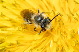 Image of Cresson's Andrena