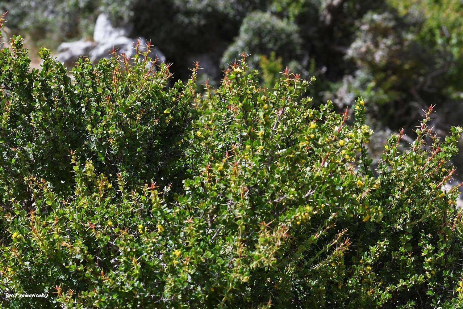 Image of Cretan Barberry