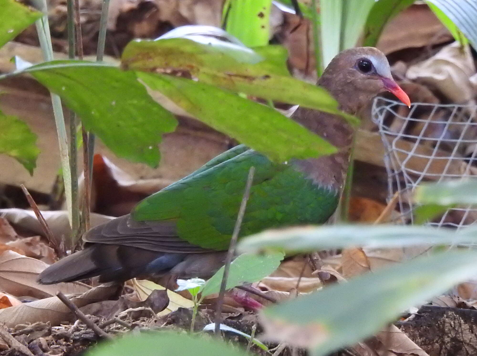 Image of Common Emerald Dove