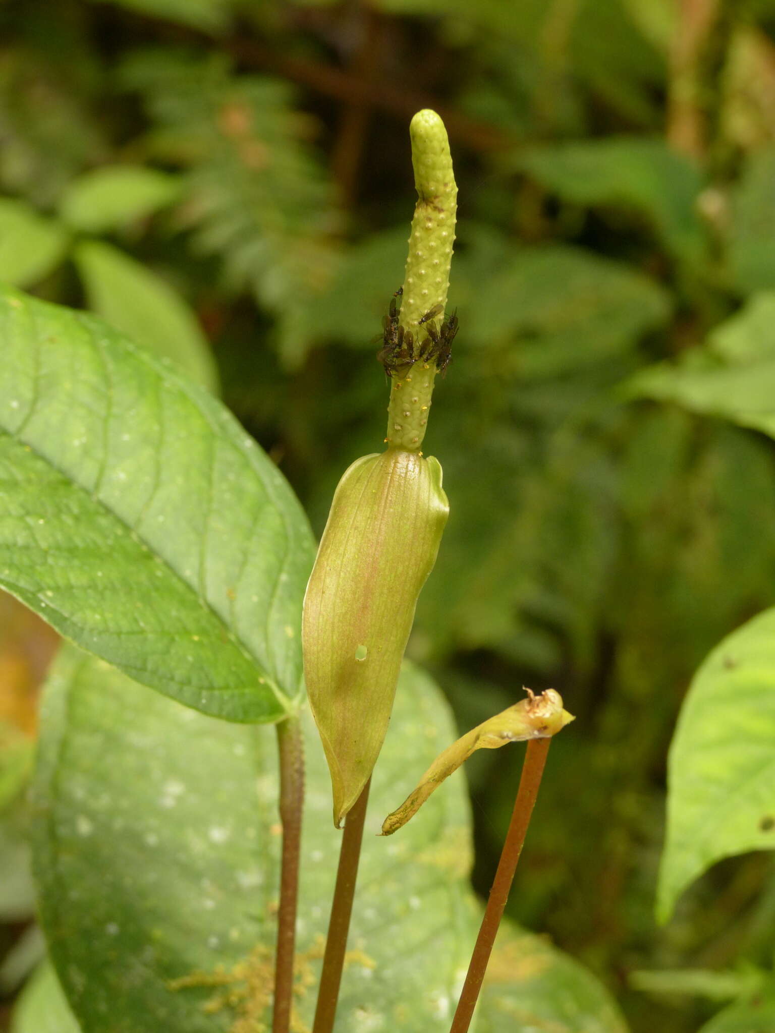 Image of Anthurium amoenum Kunth & C. D. Bouché