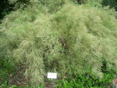 Plancia ëd Muhlenbergia dumosa Scribn. ex Vasey