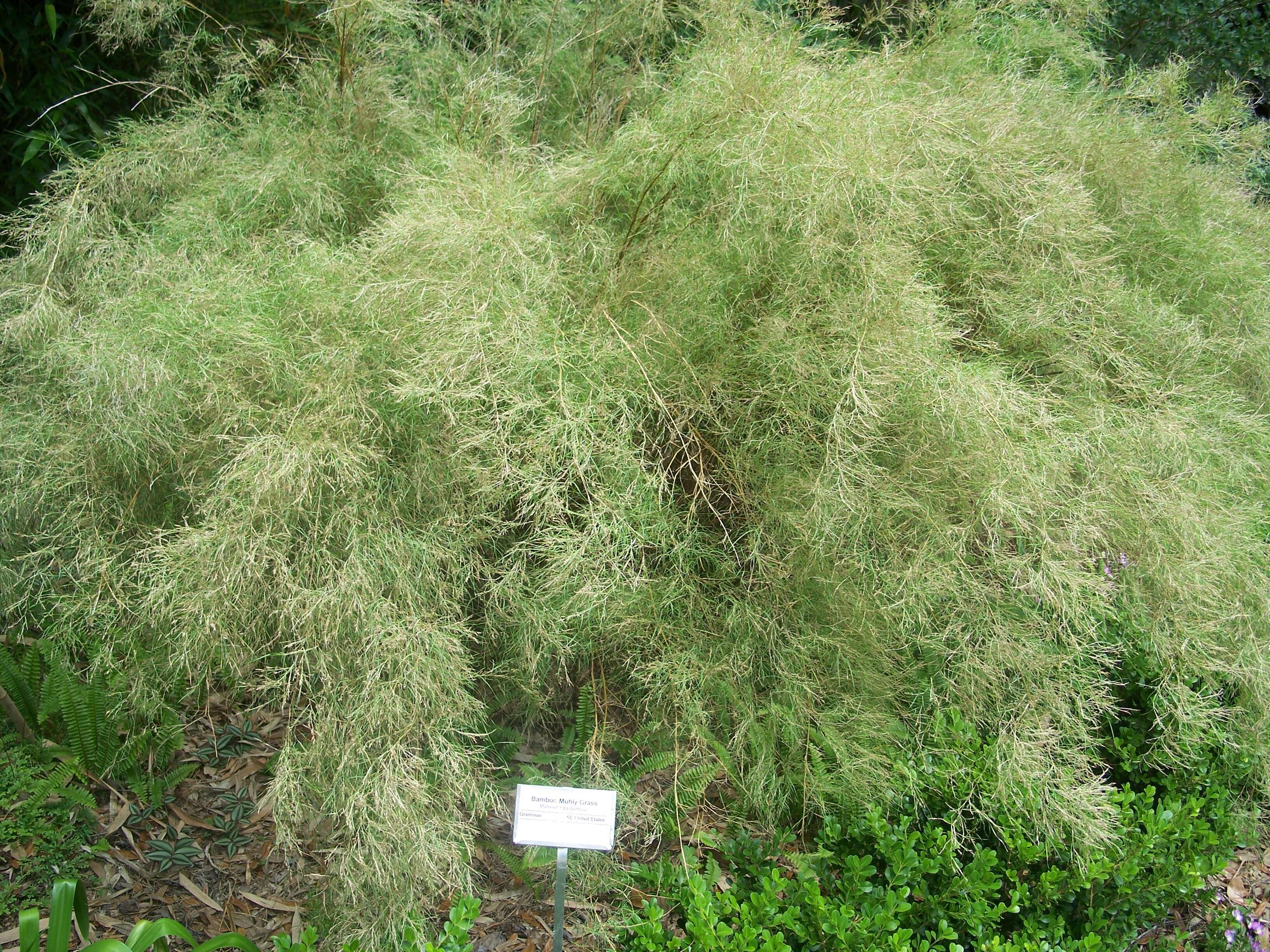 Plancia ëd Muhlenbergia dumosa Scribn. ex Vasey