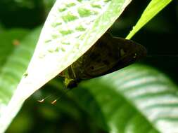 Image of Hammock Skipper