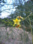 Image of Jerusalem thorn