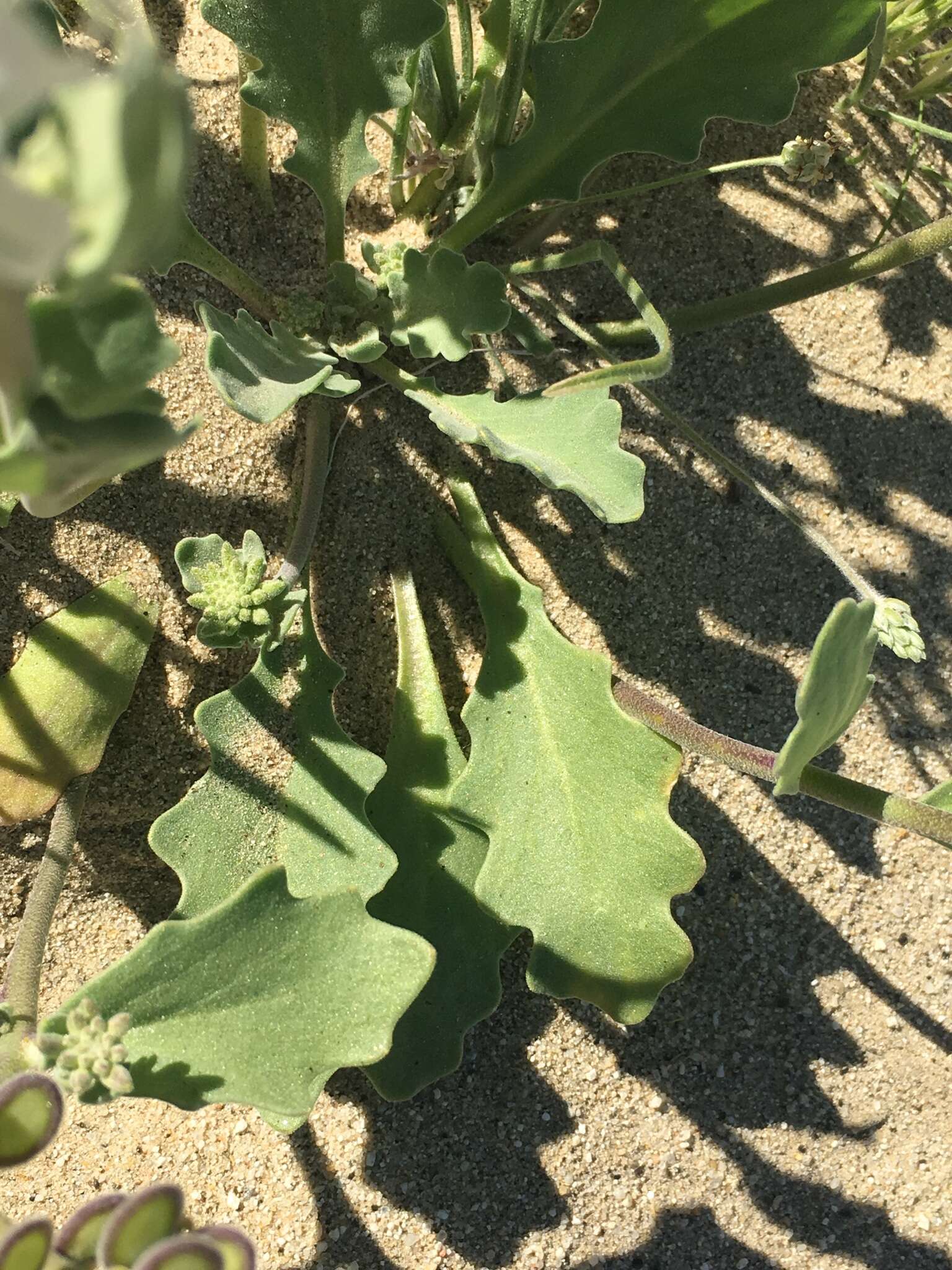 Image of California shieldpod