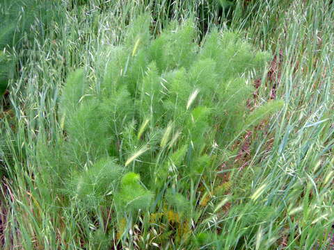 Image of fennel