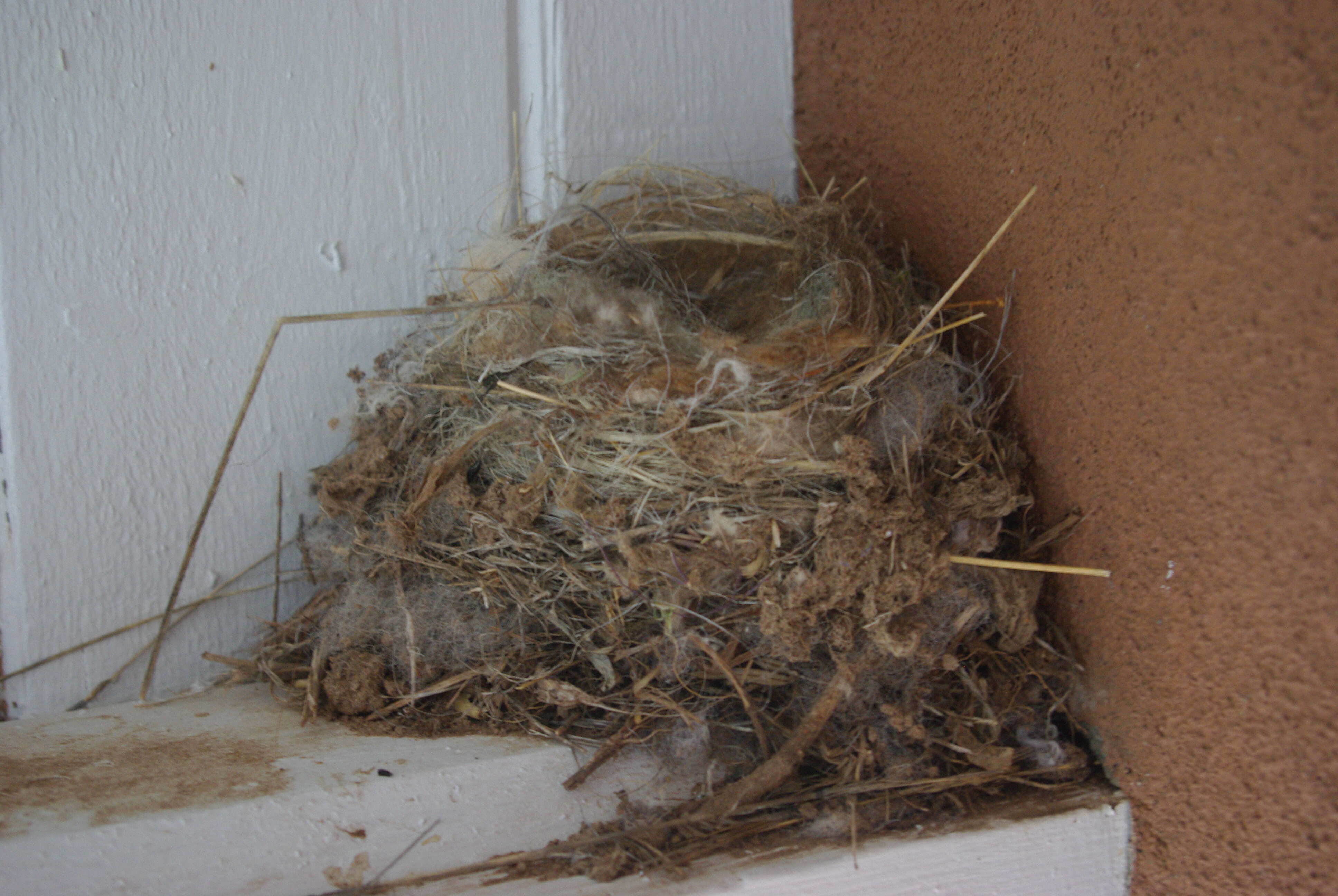 Image of Say's Phoebe