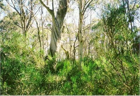 Image of snow gum