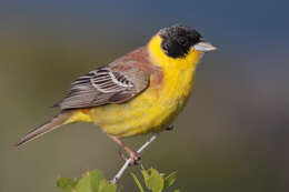 Image of Black-headed Bunting