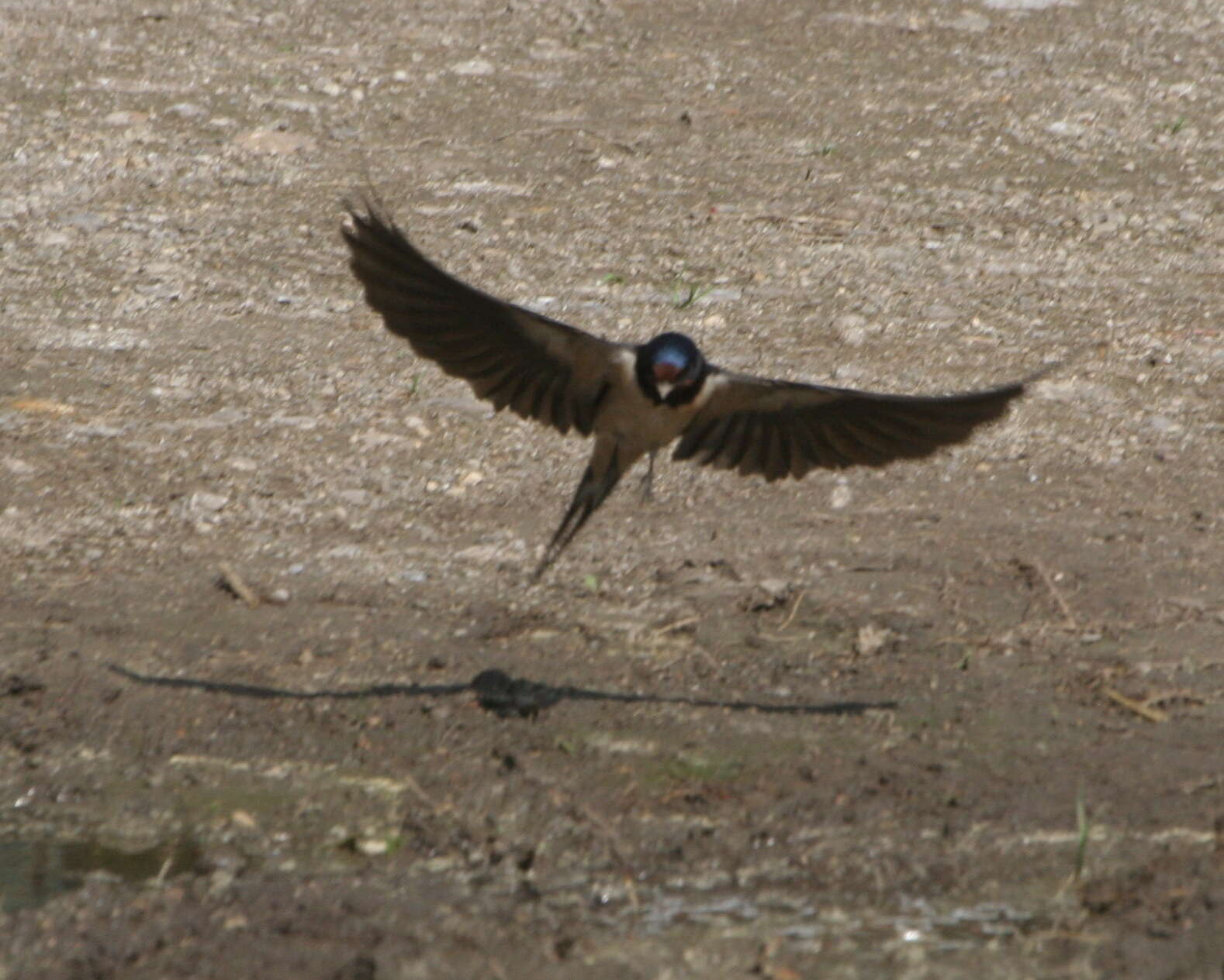 Image of Hirundo Linnaeus 1758