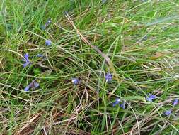 Image of Polygala serpyllifolia J. A. C. Hose