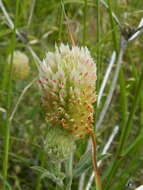 Image de Trifolium plumosum subsp. amplifolium (J. S. Martin) J. M. Gillett