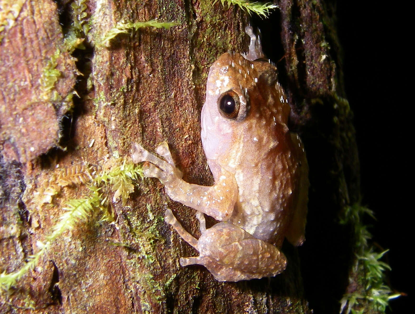 Image of Anodonthyla boulengerii Müller 1892