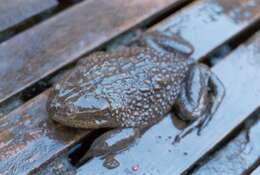 Image of Chilean Toad