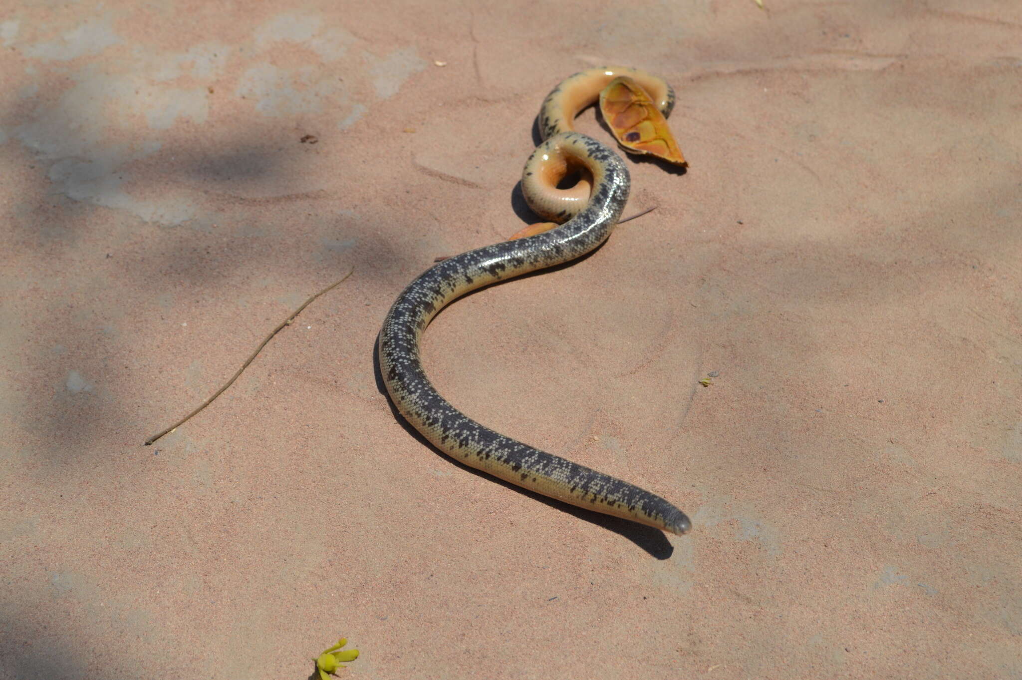 Image of Zambezi Blind Snake