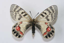 Image de Parnassius charltonius Gray (1853)