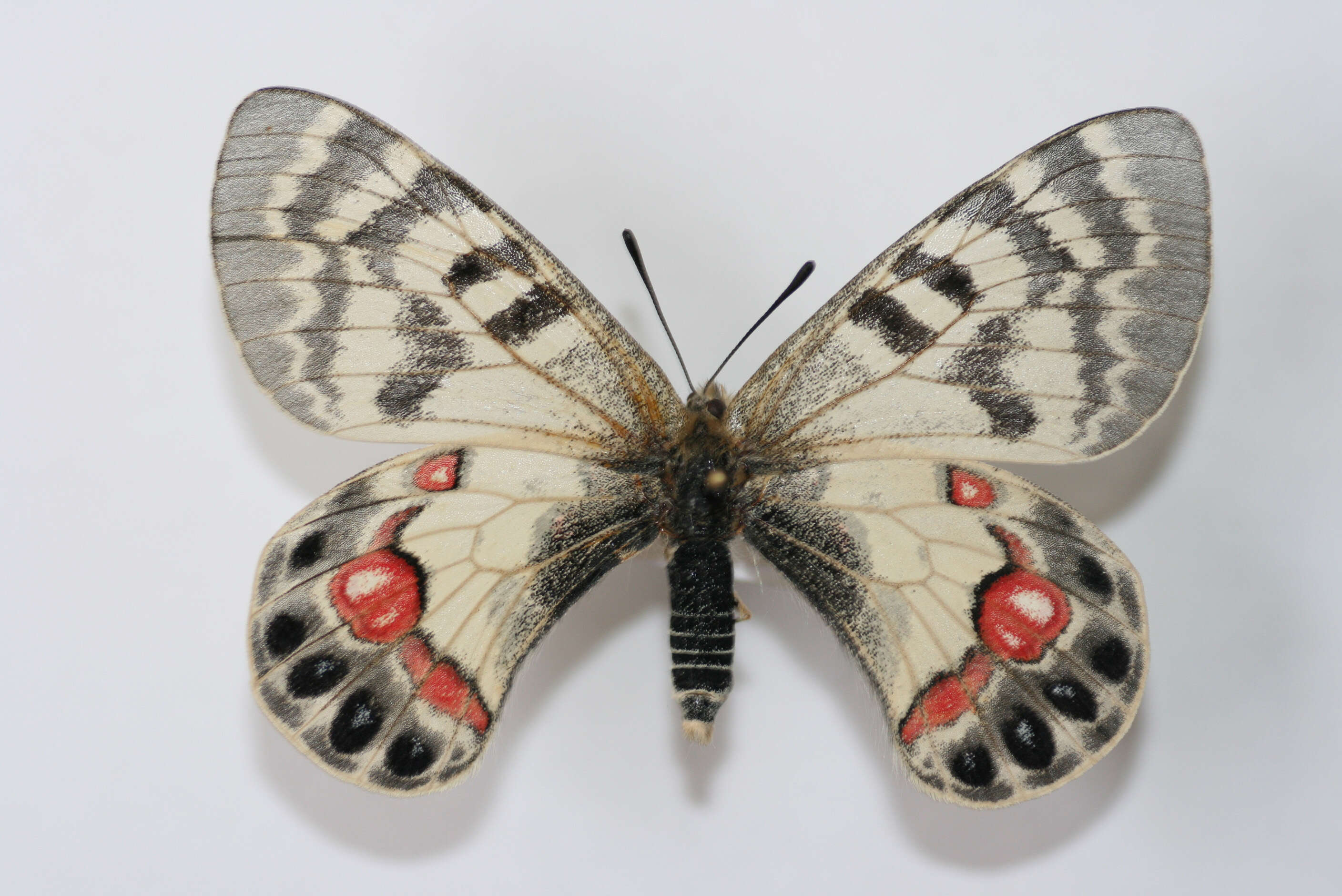 Sivun Parnassius charltonius Gray (1853) kuva