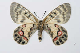 Sivun Parnassius charltonius Gray (1853) kuva