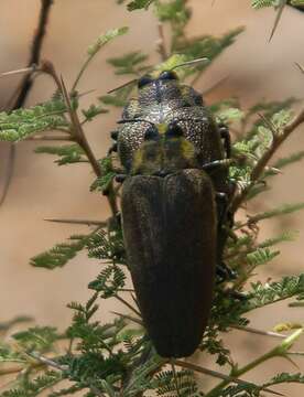 Image of Steraspis speciosa (Klug 1829)