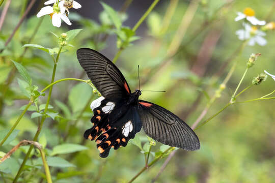 Image de Papilio alcmenor Felder & Felder 1864