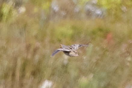 Image of Black-rumped Buttonquail