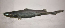 Image of lantern sharks